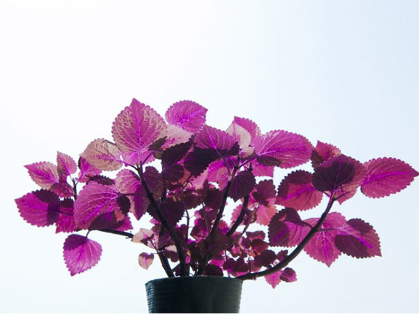 花卉攤位租賃-興隆花卉示范園為您普及室內養植物的好處